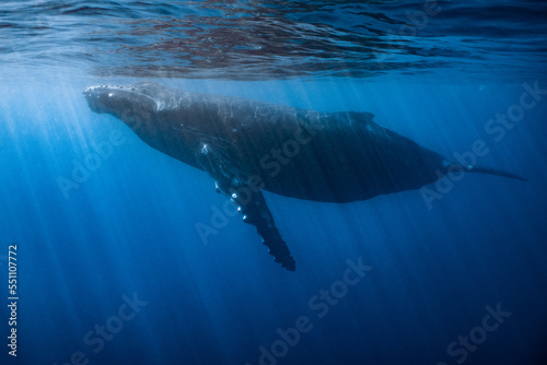 humpback whale mother   calf swimming in deep French Polynesia waters