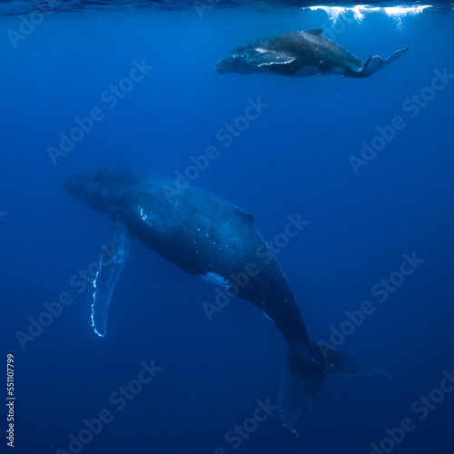 humpback whale mother & calf swimming in deep French Polynesia waters © Subphoto