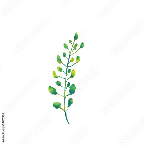 watercolor flower illustration green leaf branch collection for still life wedding background greetings Fashion wallpaper, eucalyptus, olive, green leaves, etc.
