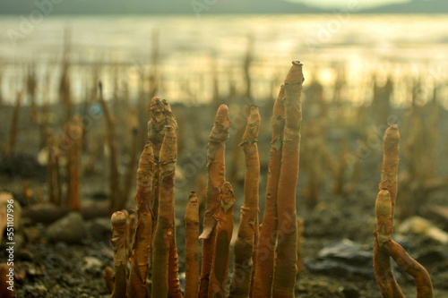 Mangrove roots come out from the underwater
