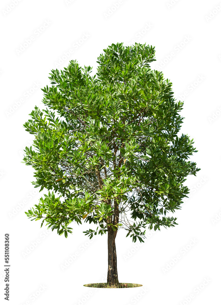 Fototapeta premium Isolated green tree on white background, Trees isolated on white background, tropical trees isolated used for design, advertising and architecture.