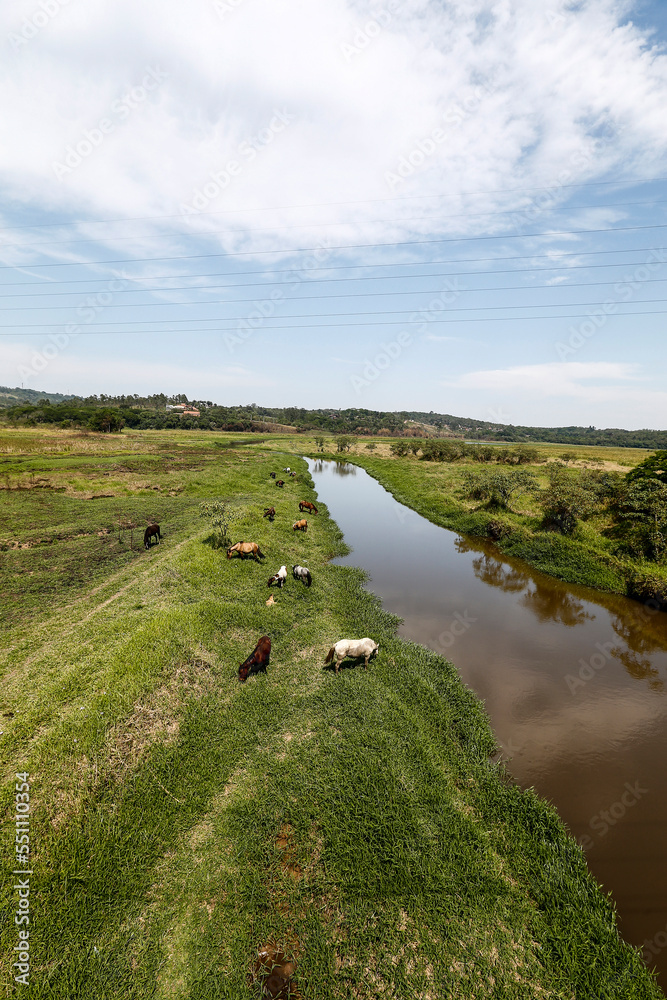 Horses grazing on green grass of river meadow on countryside of Brazil