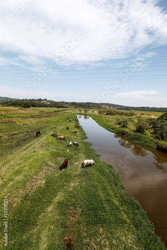Horses grazing on green grass of river meadow on countryside of Brazil © Casa.da.Photo