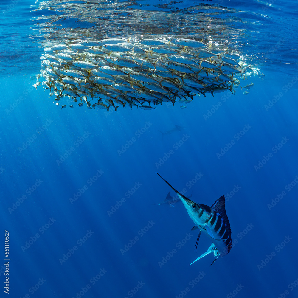 Fototapeta premium Marlins hunting on sardines or makerels in Baja California Sur