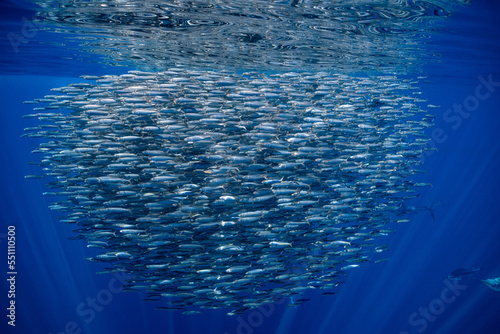 Marlins hunting on sardines or makerels in Baja California Sur photo
