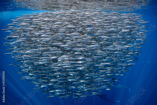 Marlins hunting on sardines or makerels in Baja California Sur photo