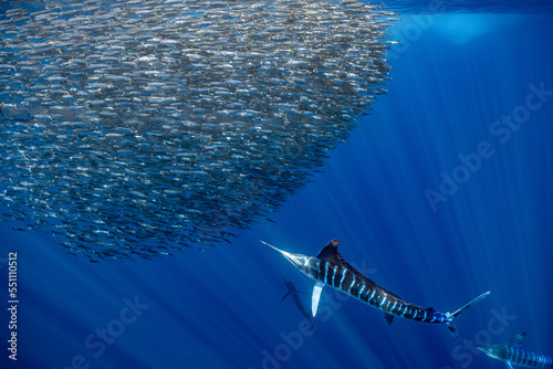 Marlins hunting on sardines or makerels in Baja California Sur photo