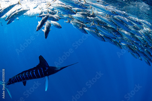 Marlins hunting on sardines or makerels in Baja California Sur photo