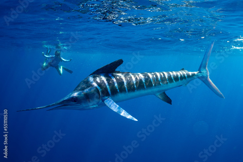 Marlins hunting on sardines or makerels in Baja California Sur photo