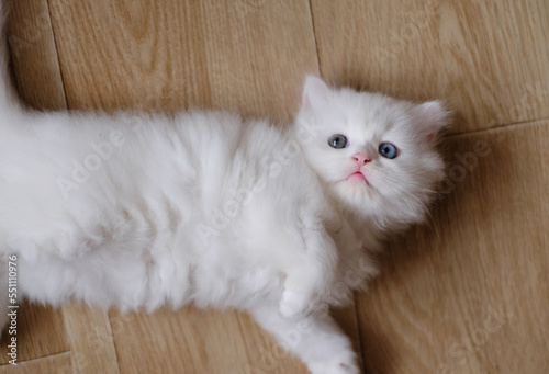 white Scottish cat on the floor