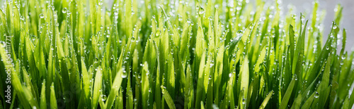 macro wet spring green grass background with dew. natural beautiful water drop on leaf in sunlight, image of purity and freshness of nature, copy space. ecology, fresh wallpaper concept. banner ready