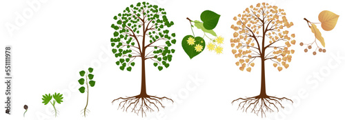 Cycle of growth of a linden tree on a white background. photo