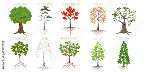 Set of forest trees with roots on a white background.