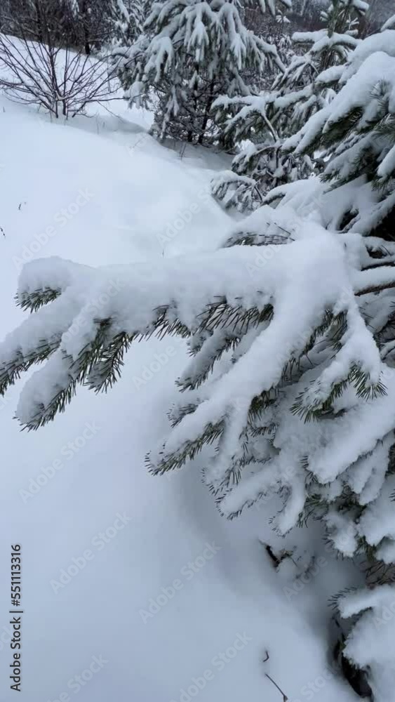 Snowy fir tree branches under layer soft fluffy snowflakes close up. Beautiful green spruce covered with fresh fallen snow at overcast winter weather. Vertical video Full HD 1080x1920 Snowy fir tree branches under layer soft fluffy snowflakes close up. Beautiful green spruce covered with fresh fallen snow at overcast winter weather. Vertical video Full HD 1080x1920