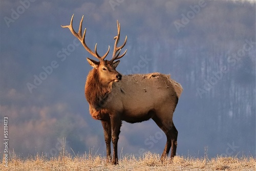 Majestic Elk Bull in the Mountains of Benezette PA © 1wildlifer