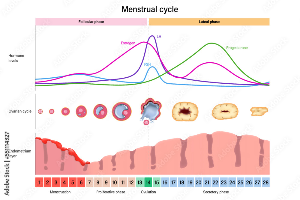 Menstrual cycle. Hormone levels, Ovarian cycle and Endometrium layer ...