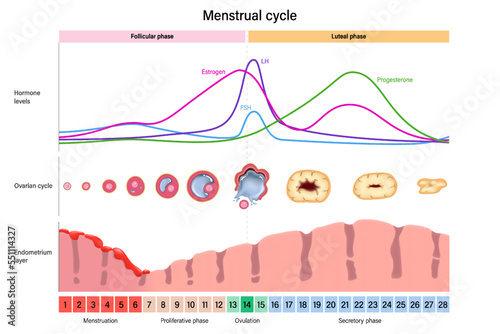 Menstrual cycle. Hormone levels, Ovarian cycle and Endometrium layer. Menstrual, proliferative ovulation and secretory phases. Follicular phase, ovulation and luteal phase. photo