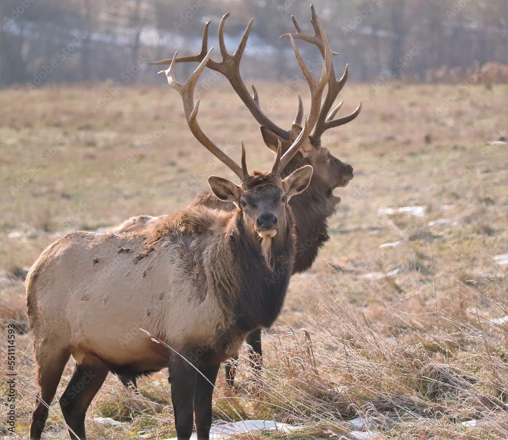Twice as much elk fun at Benezette PA