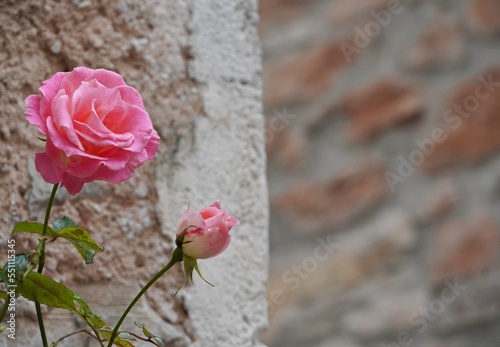 Pink roses on abstract background
