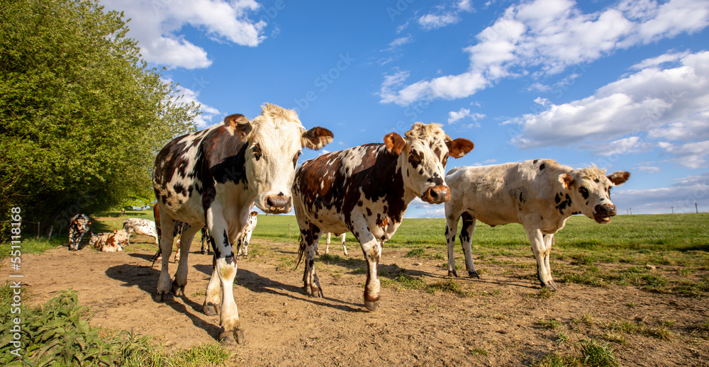 Troupeau de vaches laitières dans la campagne en Normandie, France.