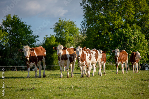 Troupeau de jeunes vaches laitières dans les champs en pleine nature.