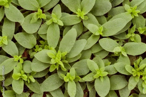 Top view closeup of Marjoram plant leaves photo