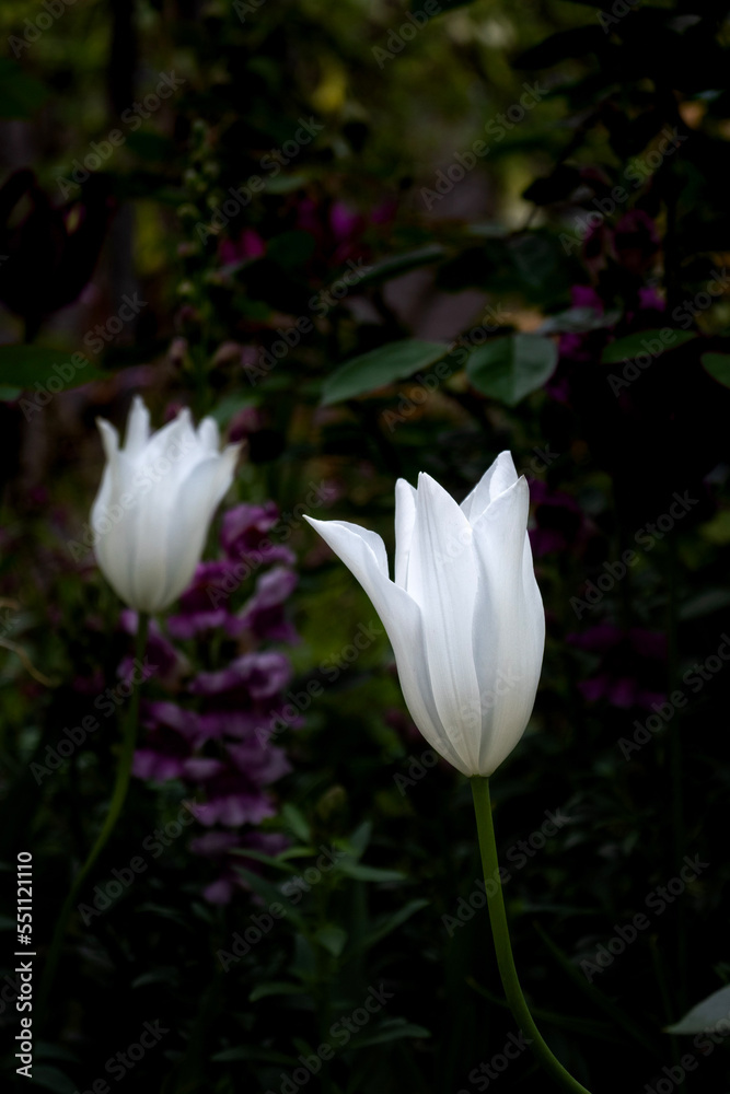 Fototapeta premium white lotus flower