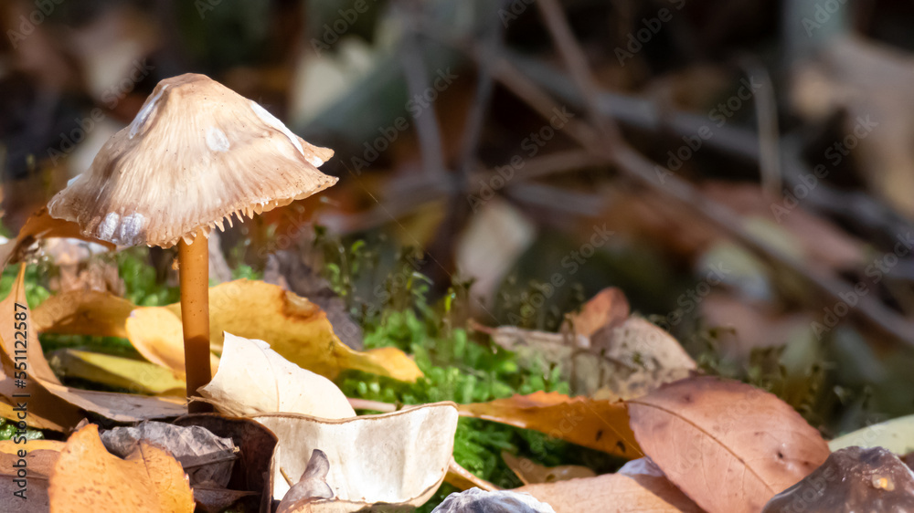 kleiner Schirmpilz an einer Waldlichtung fokusiert kleiner Schirmpilz an einer Waldlichtung fokusiert
