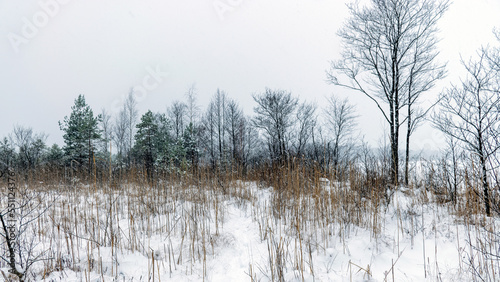 gray foggy winter landscape, falling snow blurred background, fragments of trees © ANDA