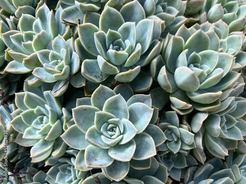Many small clusters of succulent leaves fill the frame