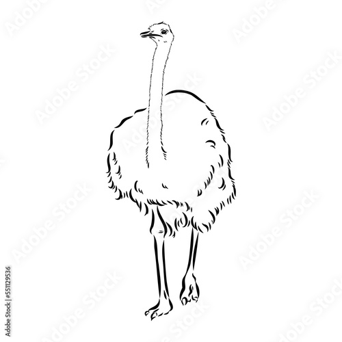 ostrich hand drawn vector animal illustration ostrich vector