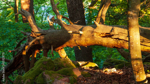 impressionnant tronc d'arbre tombé au sol sur une crête vosgienne, CEA, Alsace, Vosges, Grand Est, France