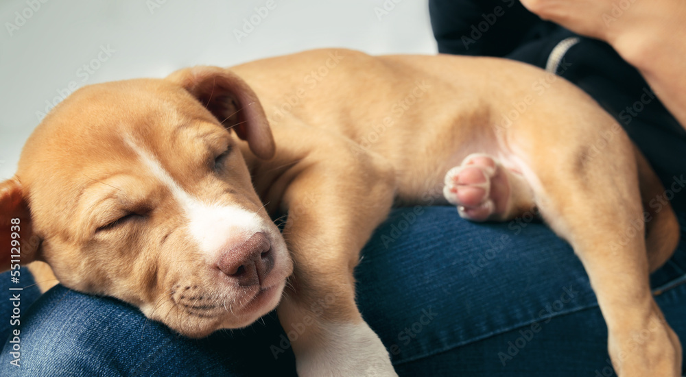 Puppy sleeping on person. Side view of cute puppy dog lying or dangling on legs of pet owner. 9 weeks old, female Boxer mix breed worn out and exhausted napping. Selective focus. Puppy sleeping on person. Side view of cute puppy dog lying or dangling on legs of pet owner. 9 weeks old, female Boxer mix breed worn out and exhausted napping. Selective focus.
