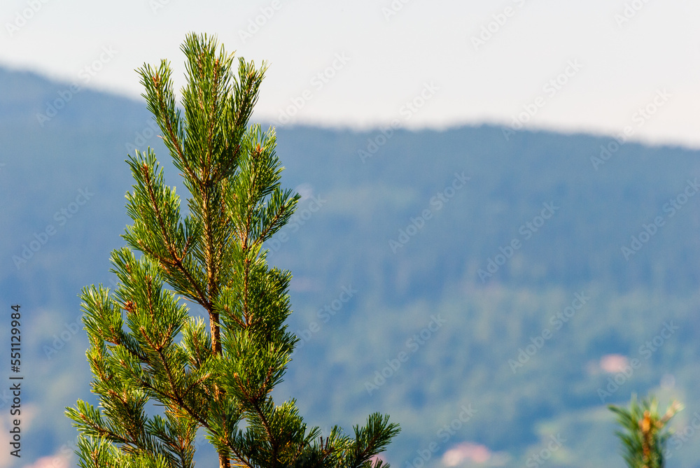 Extrémité supérieure d'un arbre conifère dans le massif vosgien, Vosges, Alsace, France Extrémité supérieure d'un arbre conifère dans le massif vosgien, Vosges, Alsace, France