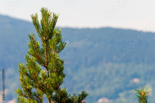 Extr  mit   sup  rieure d un arbre conif  re dans le massif vosgien  Vosges  Alsace  France