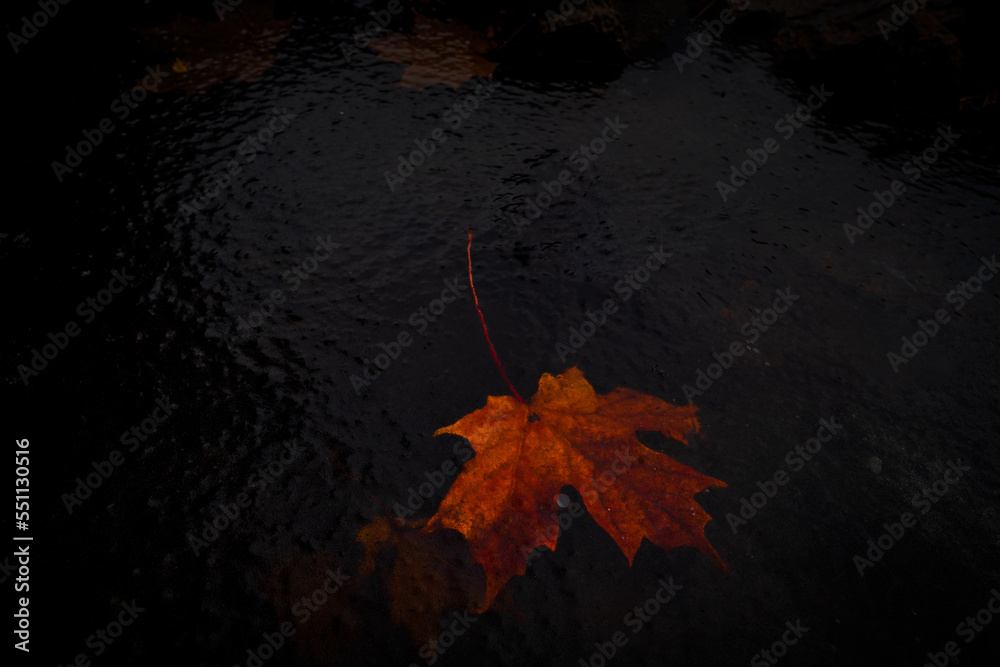 Red and orange maple leaf frozen in the first ice of winter Red and orange maple leaf frozen in the first ice of winter