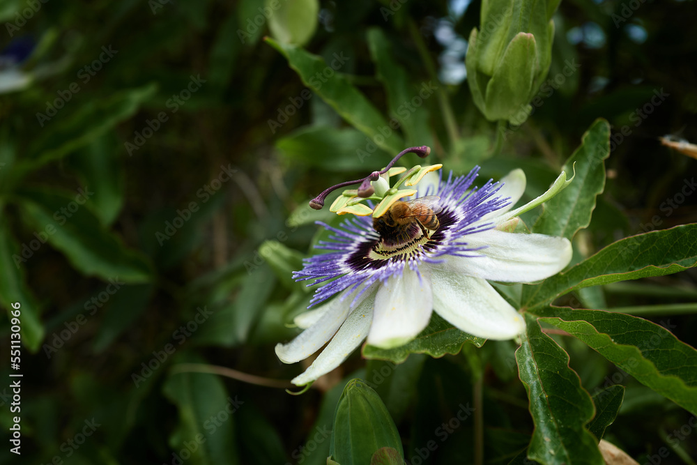 Blue Passiebloem flower with bee II Blue Passiebloem flower with bee II
