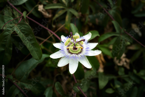 One single Blue Passiebloem flower in nature photo