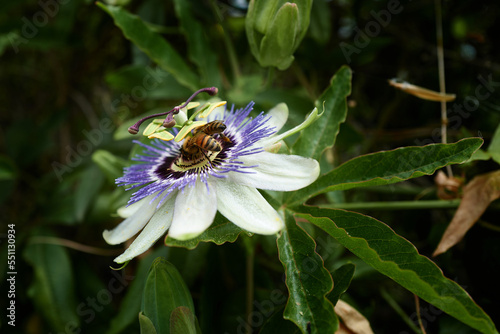 Blue Passiebloem flower with bee photo