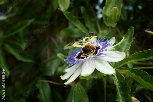 Blue Passiebloem flower with bee II photo