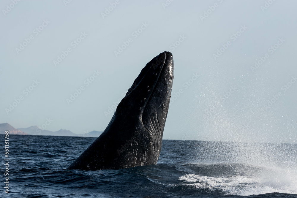 Fototapeta premium Humpback whales breaching, jumping out of the water in Mexico