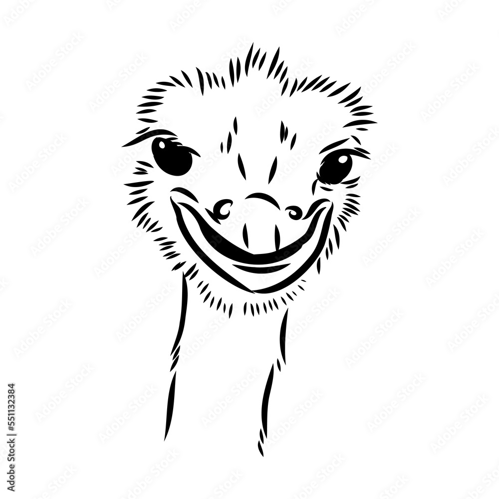 ostrich hand drawn vector animal illustration ostrich vector