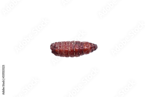 brown pupae of fly larvae on a white isolated background photo
