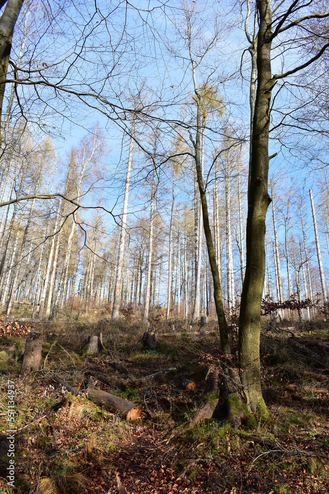 Harz-Wald-Berge-Wanderung-Waldwege-Herbst-Winter-Natur Harz-Wald-Berge-Wanderung-Waldwege-Herbst-Winter-Natur
