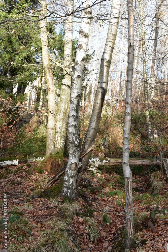 Harz-Wald-Berge-Wanderung-Waldwege-Herbst-Winter-Natur Harz-Wald-Berge-Wanderung-Waldwege-Herbst-Winter-Natur