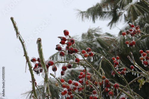 red berries in winter