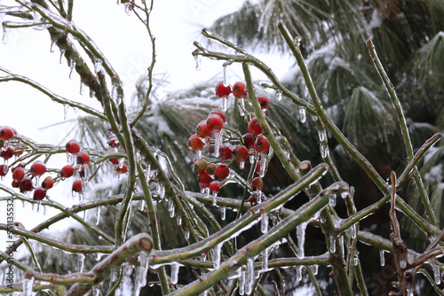 red berries in snow