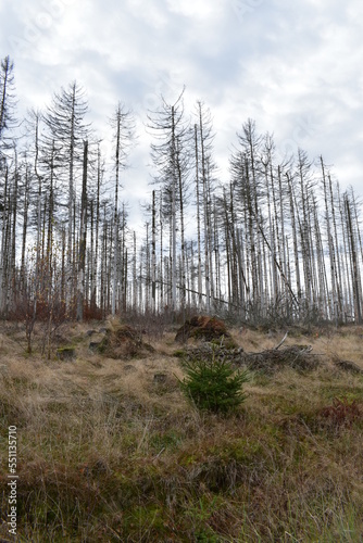 Harz-Wald-Wanderung-Natur-Herbst-Winter-Waldwege-Berge-Bad Harzburg