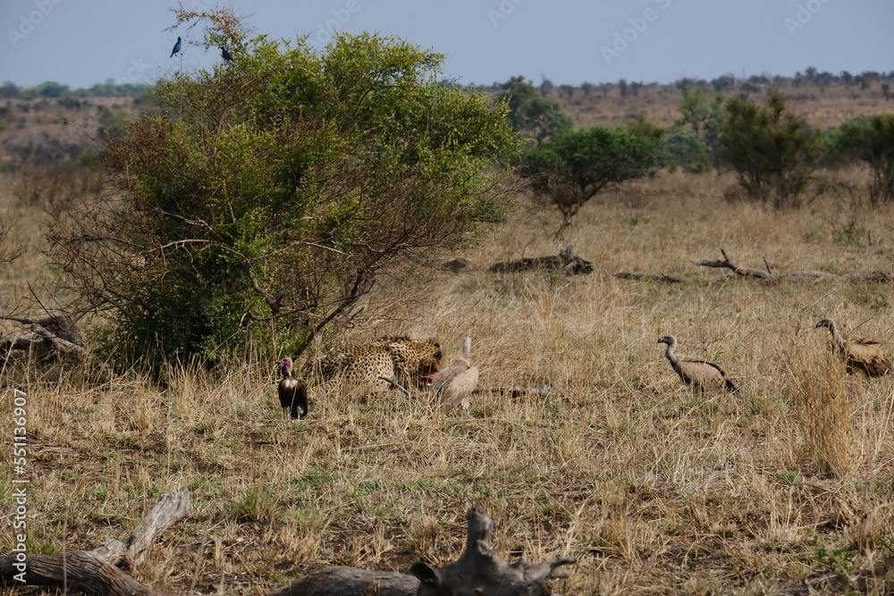 Cheeta's a moment after hunting down a Wild Boar eating and keeping their pray from being stolen by threatening birds Cheeta's a moment after hunting down a Wild Boar eating and keeping their pray from being stolen by threatening birds