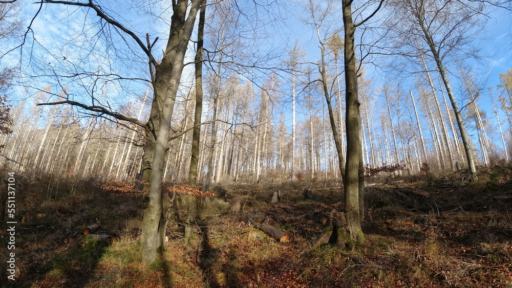 Harz-Wald-Wanderung-Natur-Herbst-Winter-Waldwege-Berge-Bad Harzburg